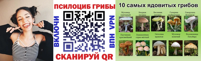 Купить где  Заозёрск  Галлюциногенные грибы Psilocybe 